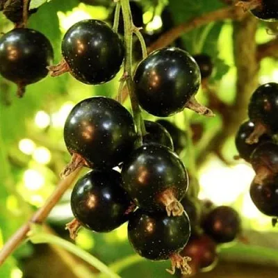 Смородина чёрная НАРА  Смородина чёрная НАРА в Тольятти