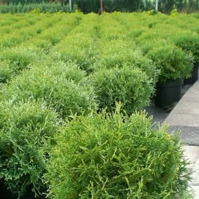 Туя ТИНИ ТИМ западная — описание сорта Туя ТИНИ ТИМ западная в Тольятти