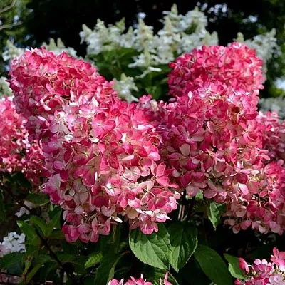 Гортензия ПИНК ДАЙМОНД метельчатая в Тольятти