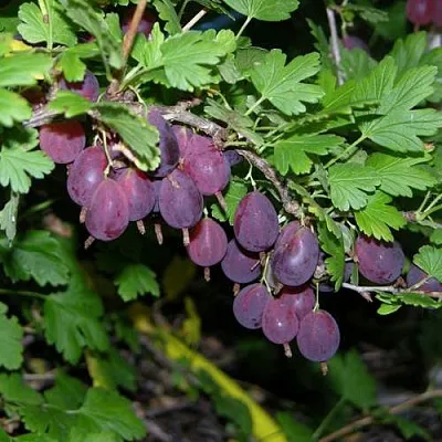 Крыжовник ГРУШЕНЬКА  Крыжовник ГРУШЕНЬКА в Тольятти