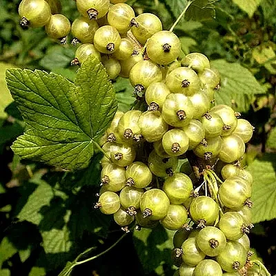 Смородина зеленоплодная СНЕЖНАЯ КОРОЛЕВА в Тольятти