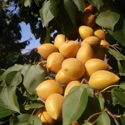 Абрикос МАНИТОБА — описание сорта Абрикос МАНИТОБА в Тольятти