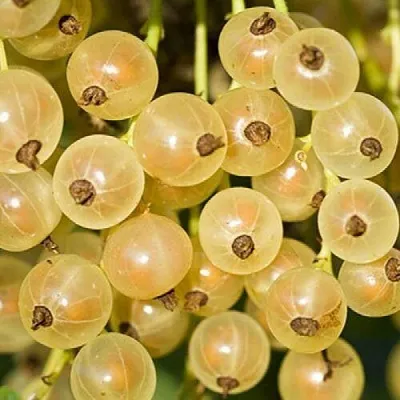 Смородина белая СМОЛЬЯНИНОВСКАЯ в Тольятти