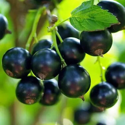 Смородина чёрная ВЕЛОЙ (ЛЕНИНГРАДСКАЯ СЛАДКАЯ) в Тольятти