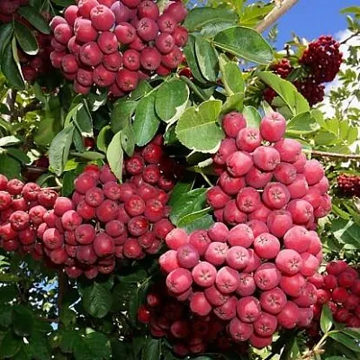 Рябина ГРАНАТНАЯ сладкоплодная  Рябина ГРАНАТНАЯ сладкоплодная в Тольятти