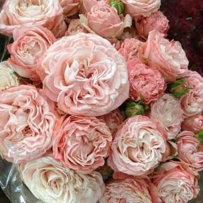 Саженцы роз МАДАМ БОМБАСТИК спрей  Саженцы роз МАДАМ БОМБАСТИК спрей в Тольятти