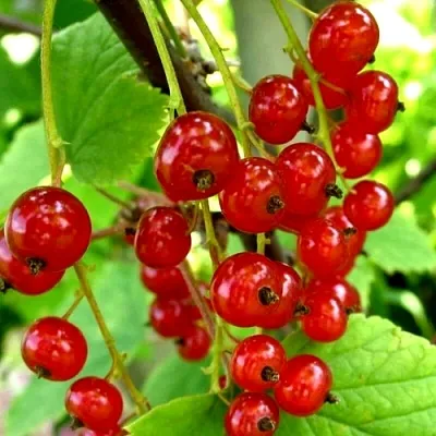 Смородина красная КОРАЛЛОВАЯ  Смородина красная КОРАЛЛОВАЯ в Тольятти