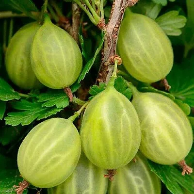 Крыжовник УРАЛЬСКИЙ ИЗУМРУД  Крыжовник УРАЛЬСКИЙ ИЗУМРУД в Тольятти