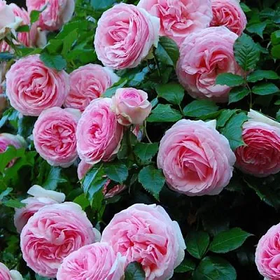 Саженцы роз ПЬЕР ДЕ РОНСАР плетистая  Саженцы роз ПЬЕР ДЕ РОНСАР плетистая в Тольятти