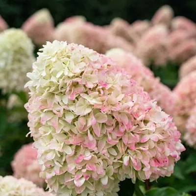 Гортензия САММЕР ЛАВ метельчатая в Тольятти