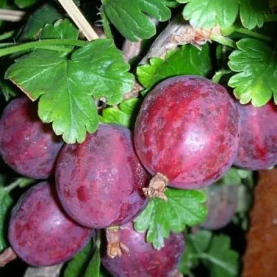 Крыжовник КОЛОБОК  Крыжовник КОЛОБОК в Тольятти