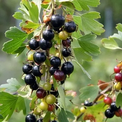 Смородина золотистая ПЛОТНОМЯСАЯ в Тольятти