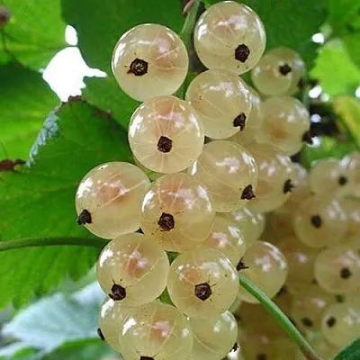 Смородина белая ЮТЕРБОРГСКАЯ в Тольятти