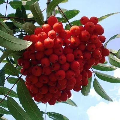 Рябина САХАРНАЯ ПЕТРОВА сладкоплодная  Рябина САХАРНАЯ ПЕТРОВА сладкоплодная в Тольятти