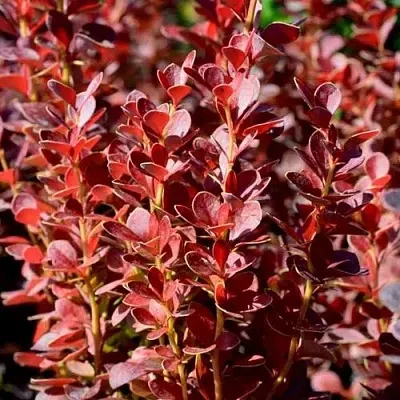 Барбарис ВУЛКАНО тунберга  Барбарис ВУЛКАНО тунберга в Тольятти