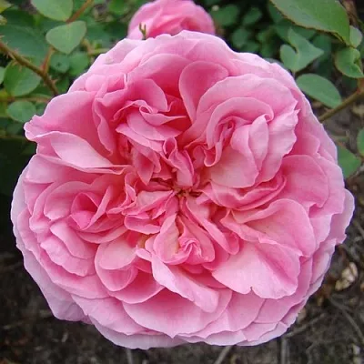 Саженцы роз ХАЙДИ ХОЛЛ английская  Саженцы роз ХАЙДИ ХОЛЛ английская в Тольятти