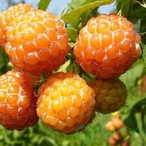 Малина КУМБЕРЛЕНД желтая в Тольятти