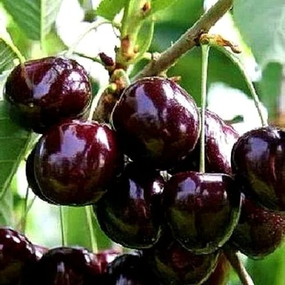 Черешня ДОНЕЦКИЙ УГОЛЁК в Тольятти