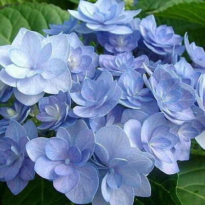 Голубая в Тольятти