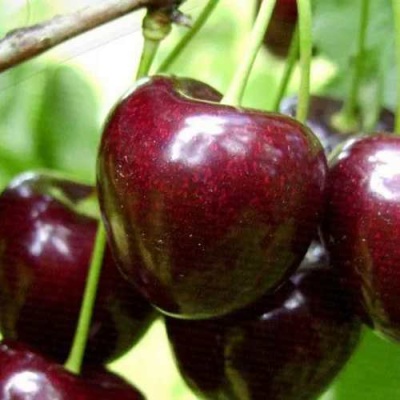 Черешня РОССОШАНСКАЯ КРУПНАЯ в Тольятти