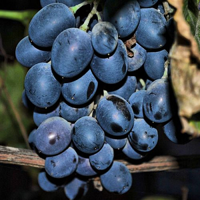 Синий в Тольятти