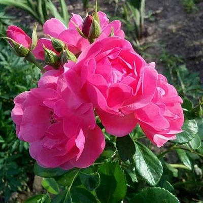 Роза АНГЕЛА флорибунда в Тольятти