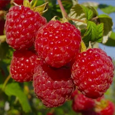 Ранняя в Тольятти