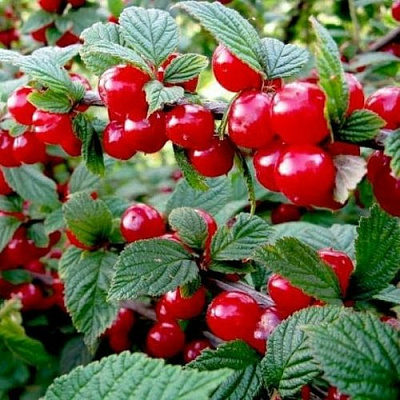 Вишня ВОСТОРГ войлочная в Тольятти