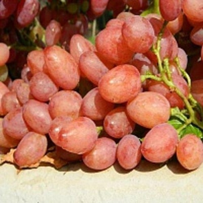 Виноград КИШМИШ ЛУЧИСТЫЙ в Тольятти