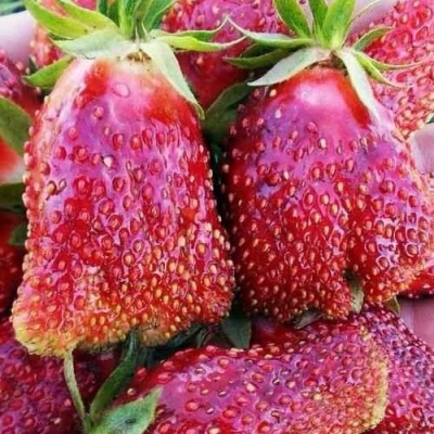 Клубника КУПЧИХА в Тольятти