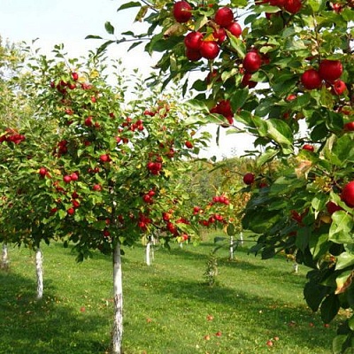 Плодовые деревья в Тольятти
