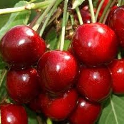 Черешня МИНЧАНКА в Тольятти