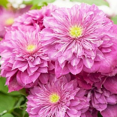 Клематис КАЙЗЕР в Тольятти