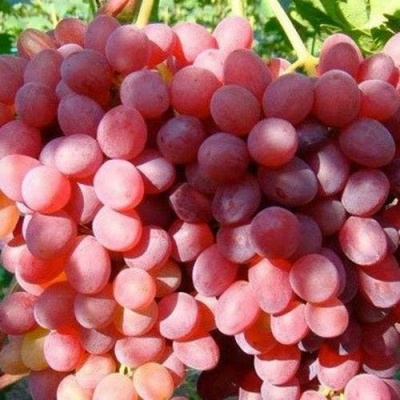 Виноград КИШМИШ КРАСНЫЙ в Тольятти
