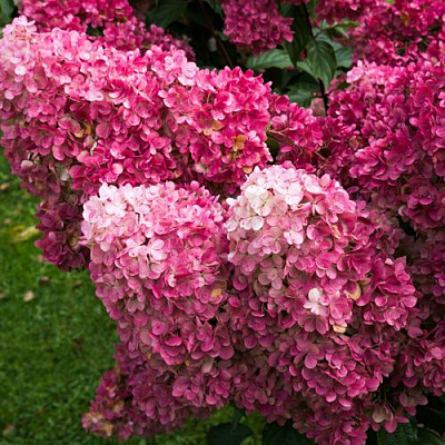 Фрайз в Тольятти