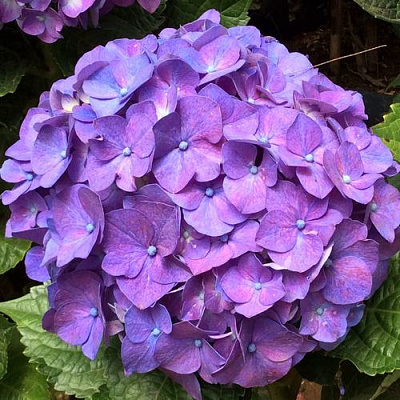 Фиолетовая в Тольятти