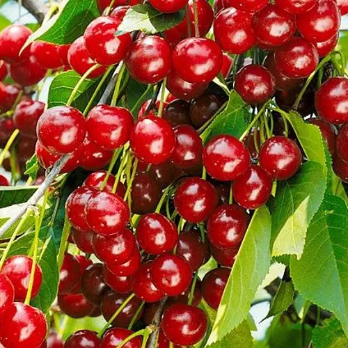 Вишня БРУСНИЦЫНА степная в Тольятти